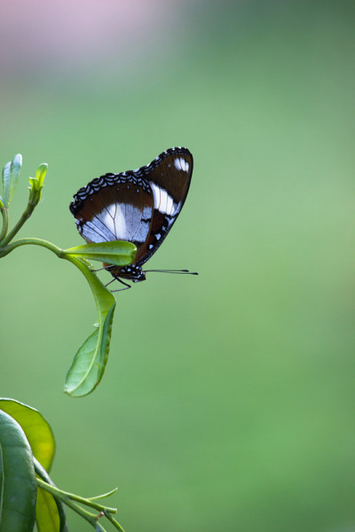 Eggfly蝴蝶