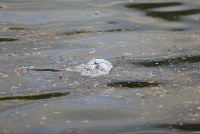 垃圾袋漂浮在水面上