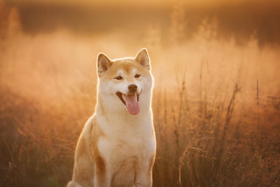 美丽的红色柴犬坐在田野在夏天日落