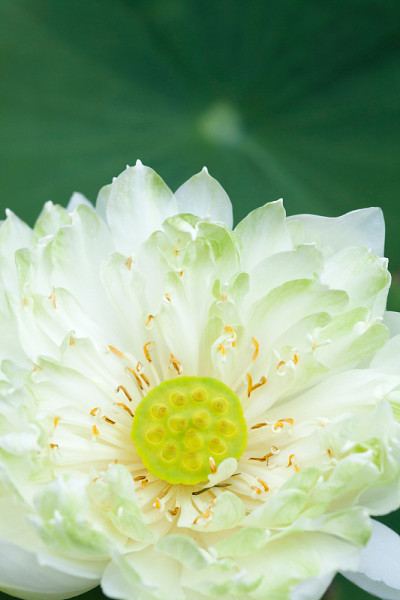 近距离的花莲花