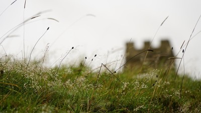格拉斯顿伯里岩的草叶被露水浸湿