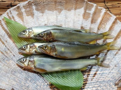 甜鱼3