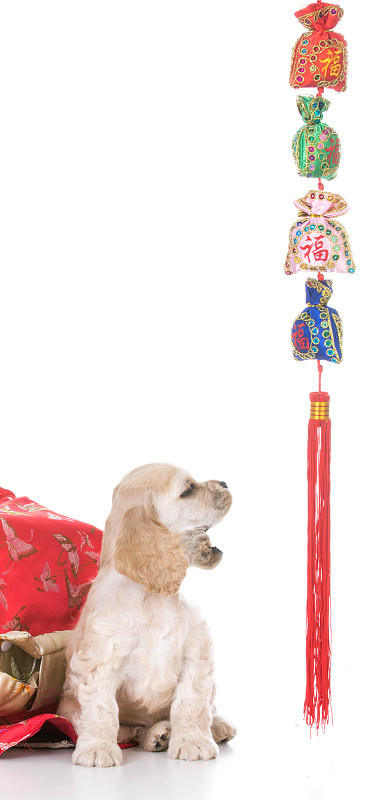 小猎犬小狗