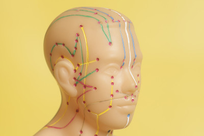 人体头部的医学针灸模型