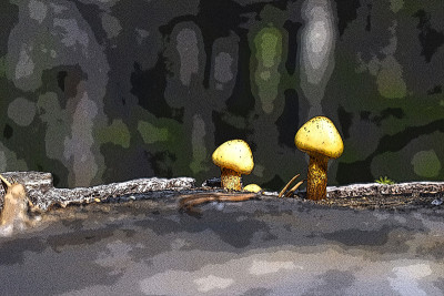 树桩上的两个小蘑菇。精灵森林。