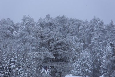 雪