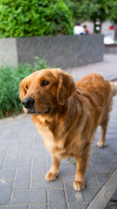 路边的金毛寻回犬