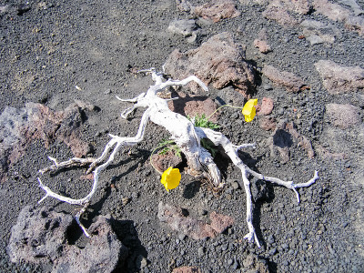 堪察加半岛的开花植物。火山土壤上的植物。