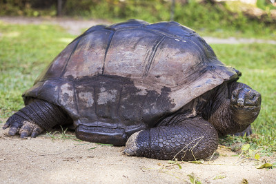 亚达伯拉巨龟(Aldabrachelys gigantea)，位于印度洋的塞舌尔群岛上