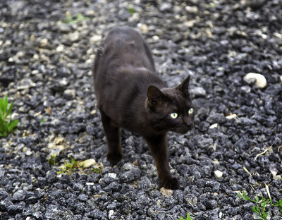 街上的黑猫