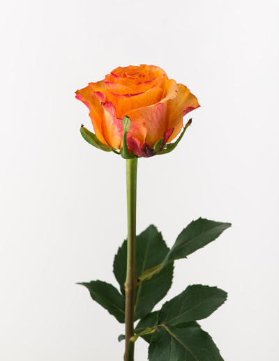 白底花