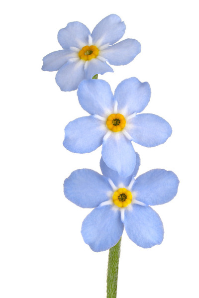 花孤立