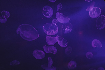 海洋中的紫色水母