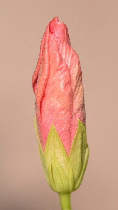红芙蓉就要开花了。