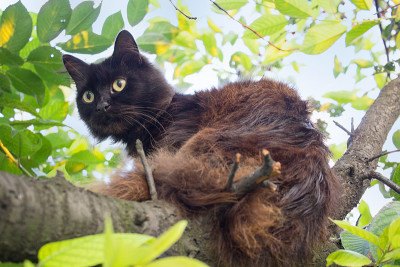 黑毛猫正坐在一棵树上。宠物