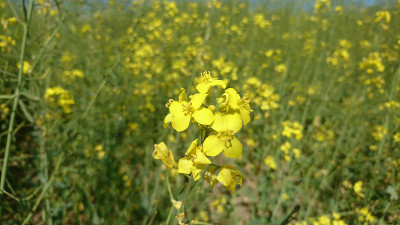 夏天的黄油菜