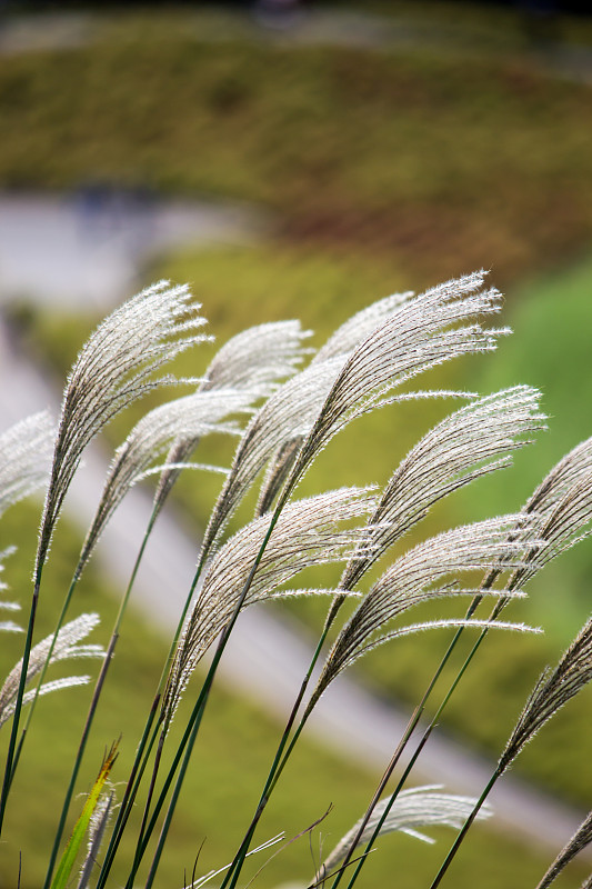 在日本茨城县微风中吹拂的苏木(日本潘帕斯草，芒属植物)