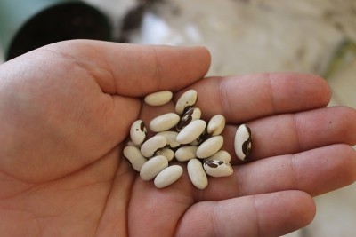 黄蜡豆种子准备播种或开始播种