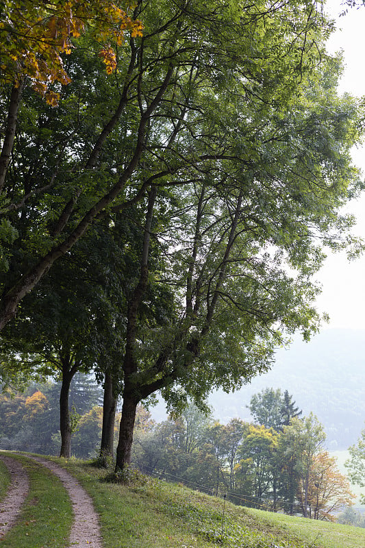 德国南部9月的秋天，树木和树叶与秋天丰富多彩的植物和风景