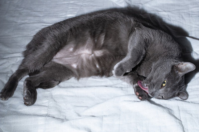 照料皮毛的俄罗斯蓝猫。猫梳理。
