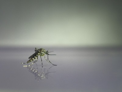 水上的蚊子在蚊子幼虫之后。它是一种引起疾病的动物，登革热和