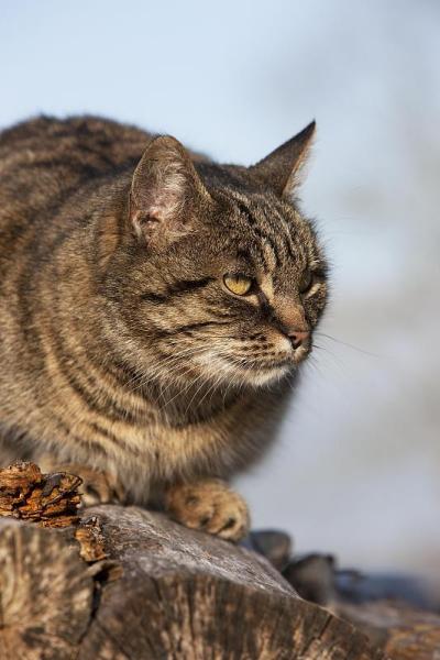 棕虎斑家猫，雌性，站在木头堆上，诺曼底