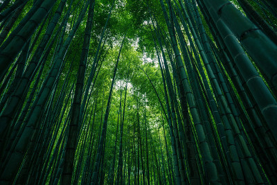 竹林公园照片