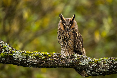 长耳猫头鹰(Asio otus)