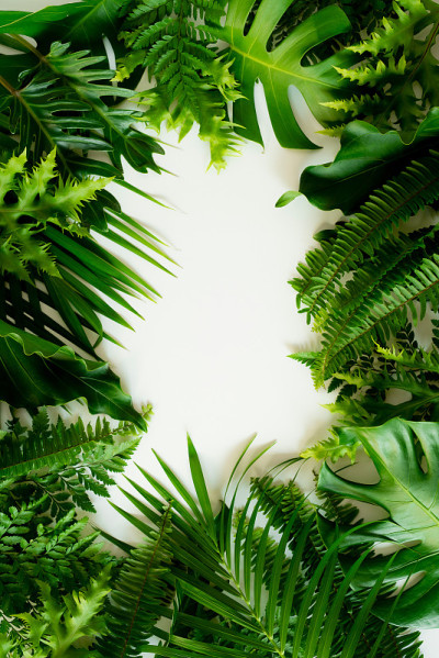热带植物的绿叶灌木(Monstera，棕榈，橡胶植物，松树，燕窝蕨)花卉布置室内花园自然背景孤立在白
