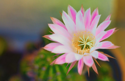 棘蒿仙人掌花。鲜花和自然