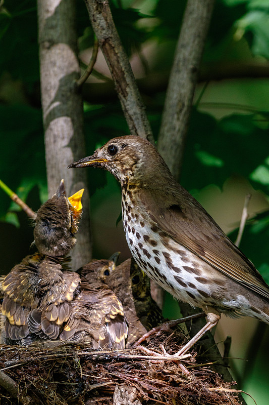 歌曲《Thrush》(Turdus philomelos)。