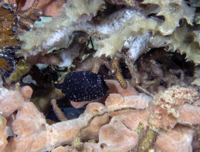 一只幼年珍珠鸡河豚(Arothron meleagris)