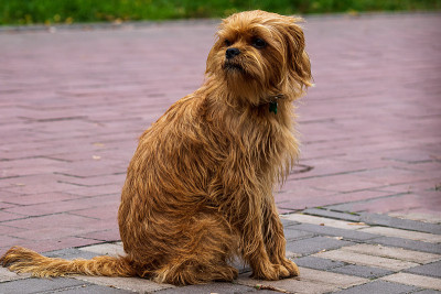Decorative Belgian dog Griffin for a walk in the c