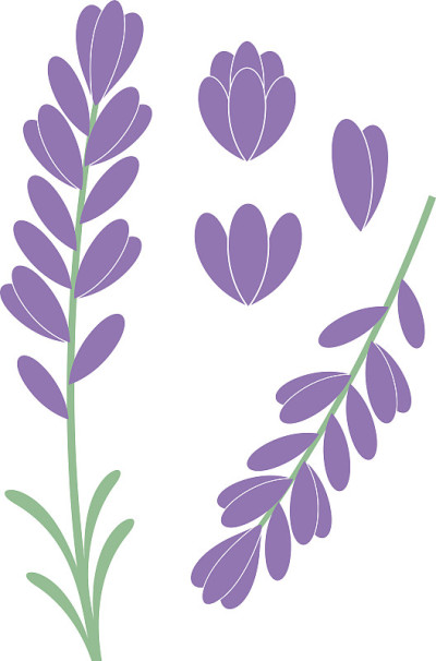 薰衣草花