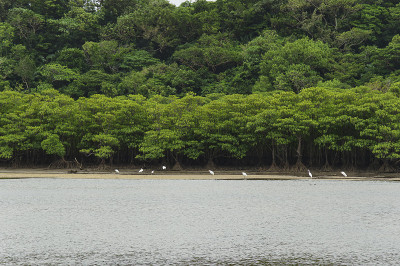 红树林