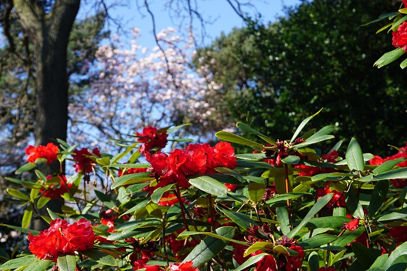 红色杜鹃花在前景