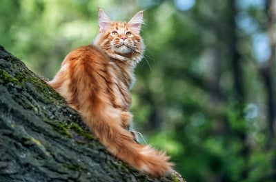 一只大缅因猫坐在树上。
