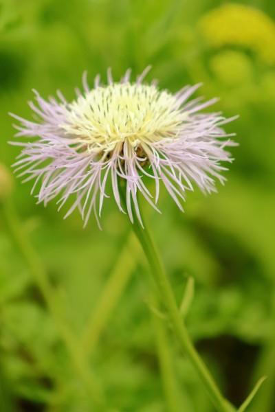 篮子花