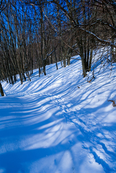 雪域森林中的路线