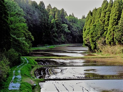 稻田被森林包围。4月。日本