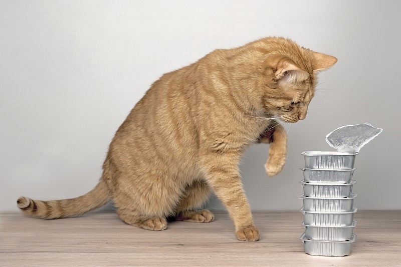 可爱的虎斑猫从桌上的碗里偷食物。