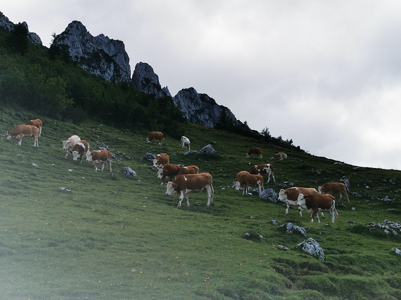 阿尔卑斯山脉、坎彭旺德、奶牛、绿草地和蓝天