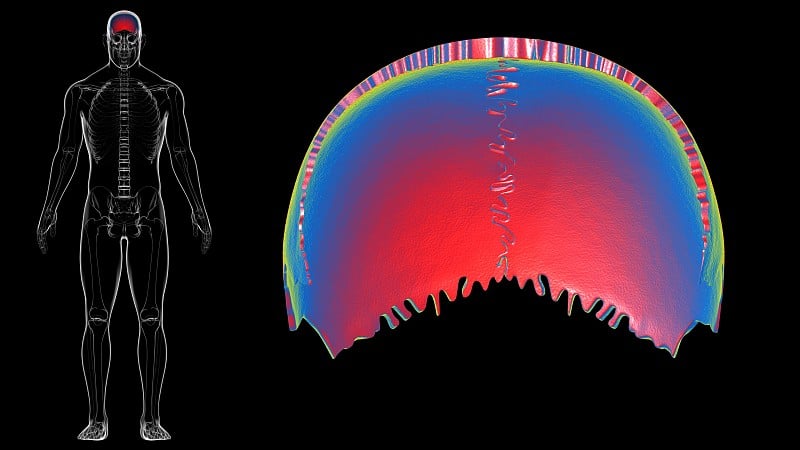 医学概念的人类骨骼、颅骨顶骨解剖