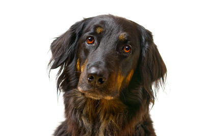 Hovawart dog portrait. Close-up shoot of a black H