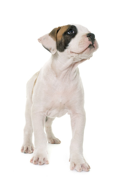 小狗美国斗牛犬