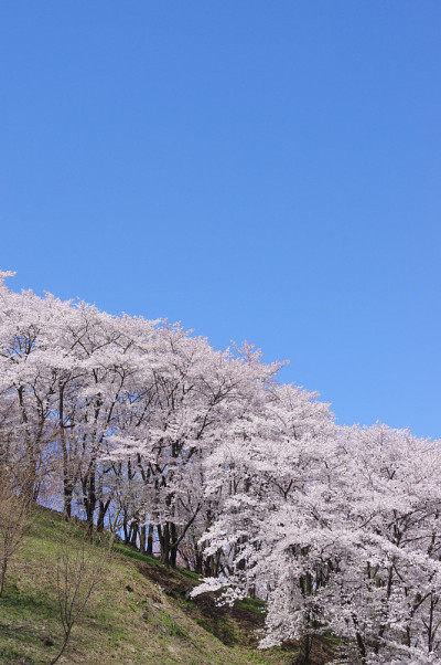 樱花在Kohoyama古坟