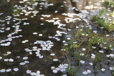 花瓣