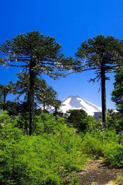 亚亚马火山的雪顶黑色锥形