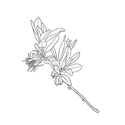 金银花花枝矢量绘制