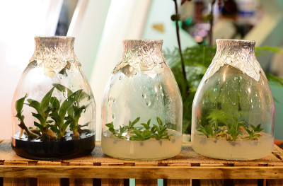 瓶中组织培养植物